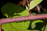 Rosemallow